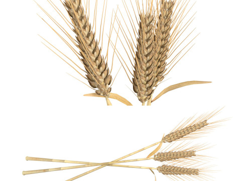 Wheat spikes 3D Модель