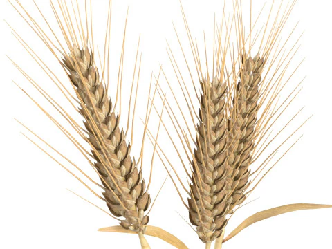 Kolce pszenicy Model 3D