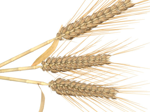 Wheat spikes 3D 모델