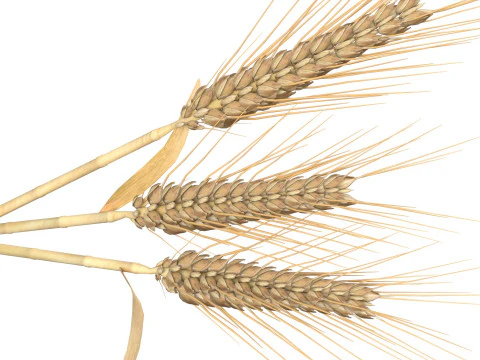 Kolce pszenicy Model 3D