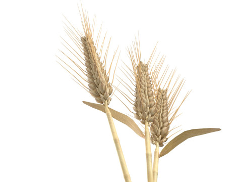 Wheat spikes 3D 모델