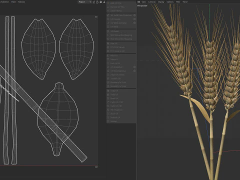 Kolce pszenicy Model 3D