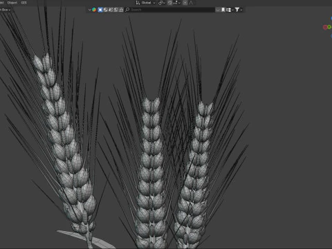 Kolce pszenicy Model 3D