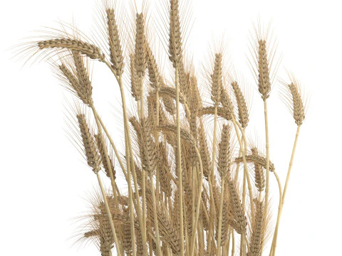 Wheat vase 1 3D Model