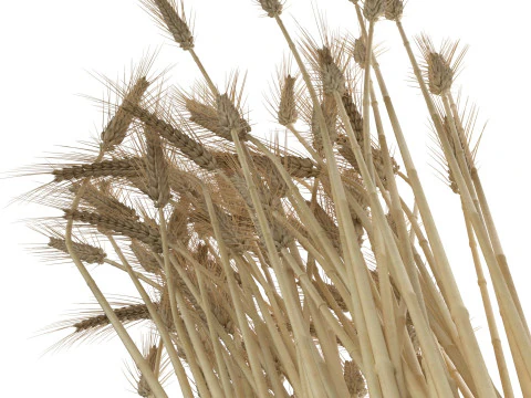 Wheat vase 1 3D Model