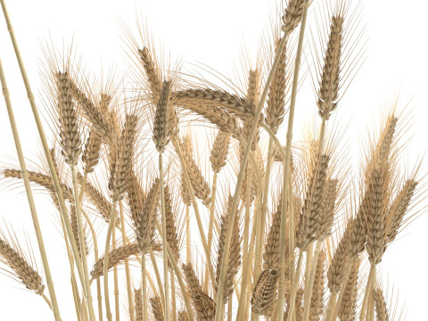 Wheat vase 2 Modèle 3D