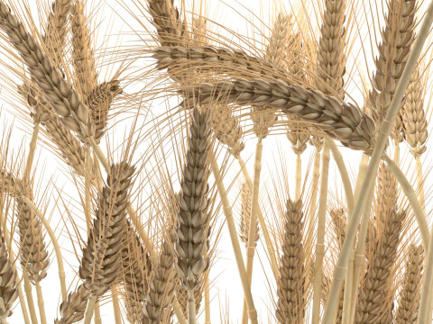 Wheat vase 2 Modèle 3D