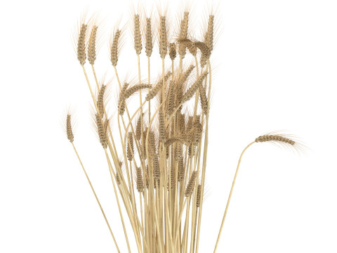 Wheat vase 3 3D Модель