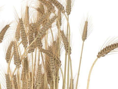 Wheat vase 3 3D Модель