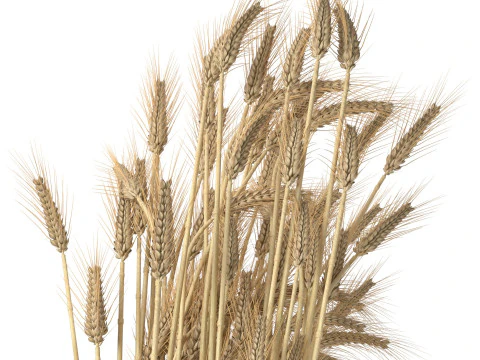 Wheat vase 4 3D Model