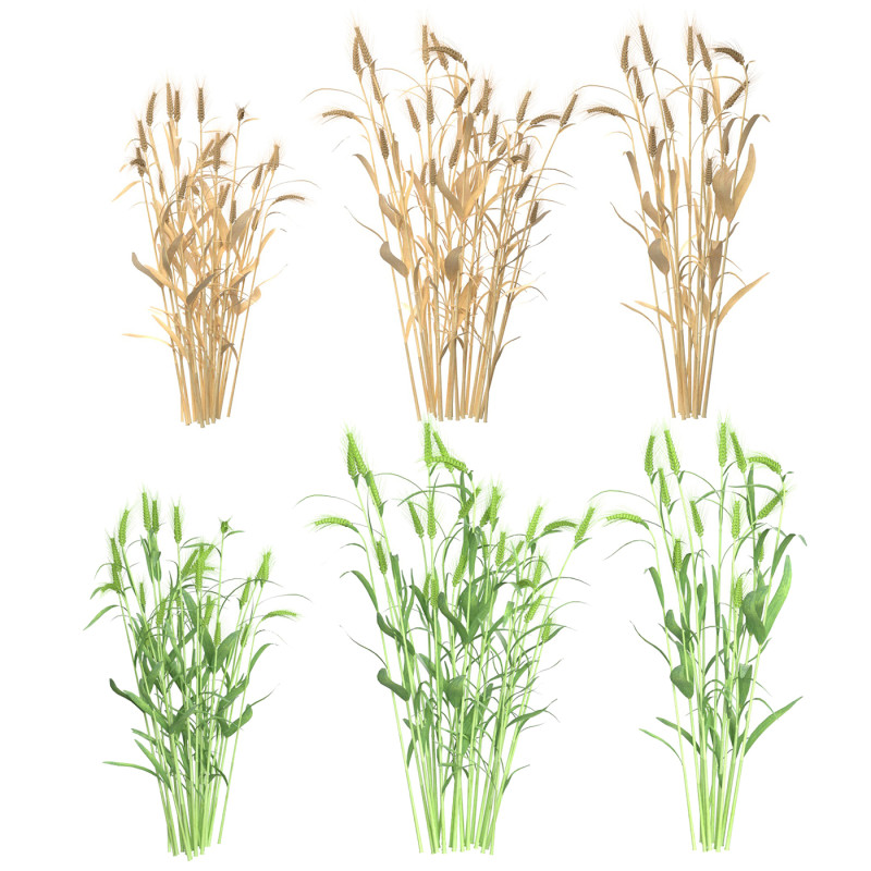 Wheat green and dried bushes Modelo 3D .c4d .max .obj .3ds .fbx .stl .blend 
