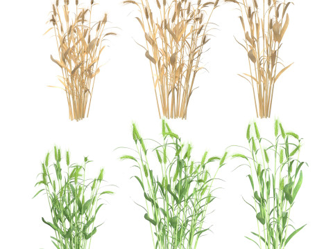 Wheat green and dried bushes 3D Model