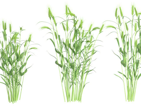 Trigo verde e arbustos secos Modelo 3D