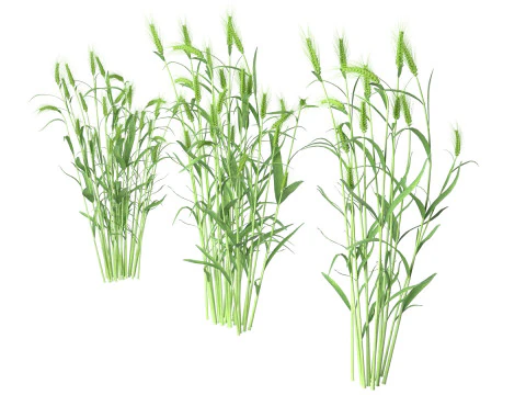 Trigo verde e arbustos secos Modelo 3D