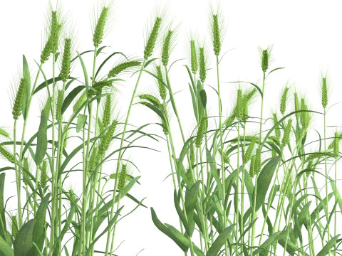 Trigo verde e arbustos secos Modelo 3D