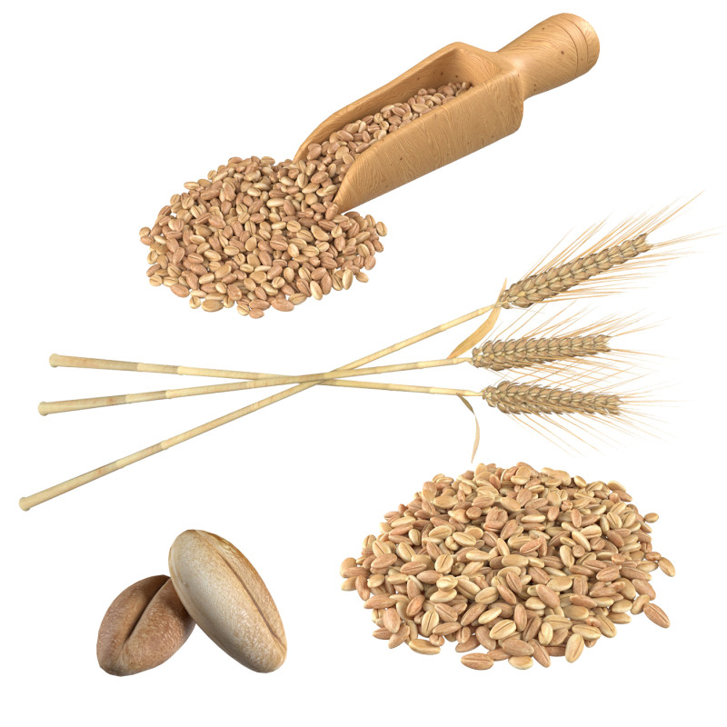 Wheat spike grain scoop and pile 3D Model .c4d .max .obj .3ds .fbx .stl .blend