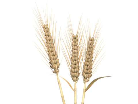 Wheat spike grain scoop and pile 3D Model
