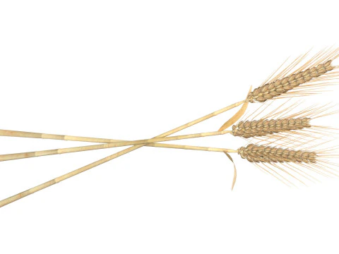 Wheat spike grain scoop and pile 3D Model