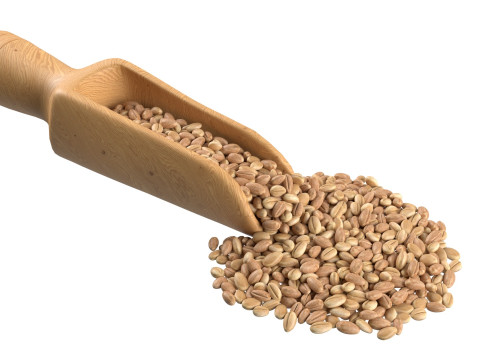 Wheat spike grain scoop and pile 3D Model