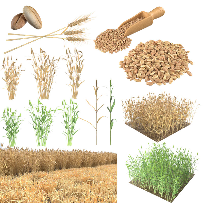 Wheat Mega Collection Model 3D .c4d .max .obj .3ds .fbx .stl .blend