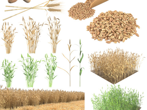 Wheat Mega Collection 3D Модель