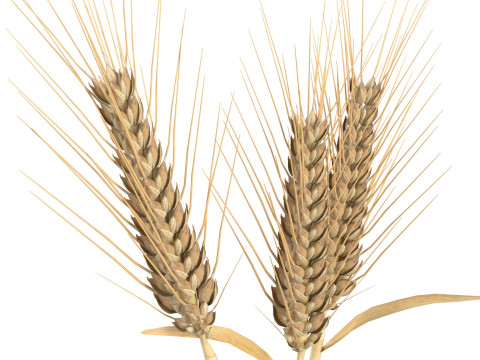 Wheat Mega Collection Model 3D