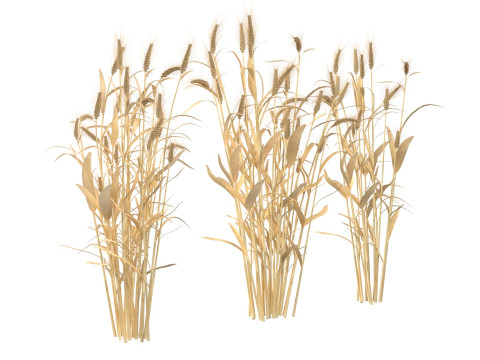 Wheat Mega Collection Model 3D