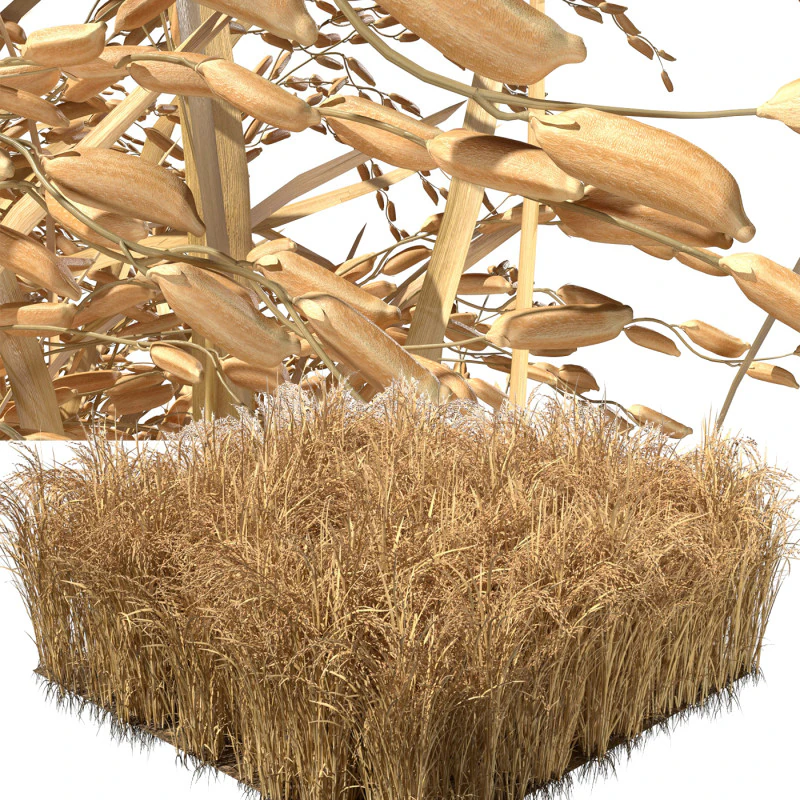 Висохла польова ділянка 3D Модель .c4d .max .obj .3ds .fbx .stl .blend 