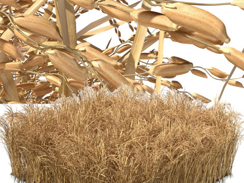 Dried field section 3D Модель