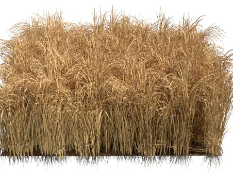 Висохла польова ділянка 3D Модель