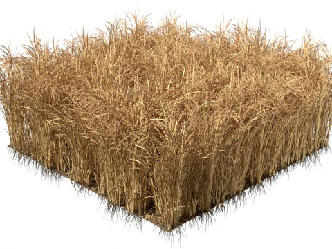 Висохла польова ділянка 3D Модель