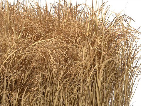 Dried field section 3D 模型