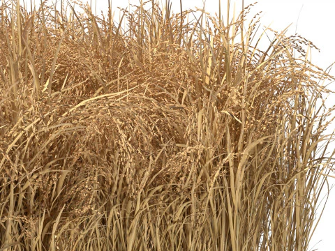 Висохла польова ділянка 3D Модель