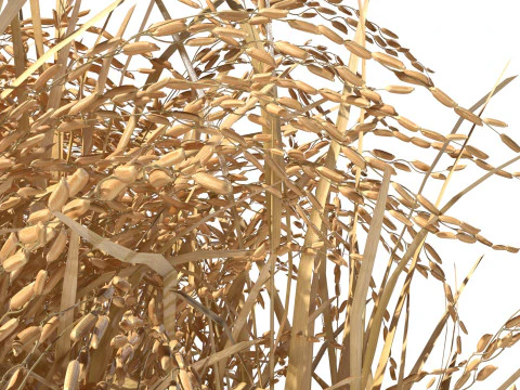 Висохла польова ділянка 3D Модель