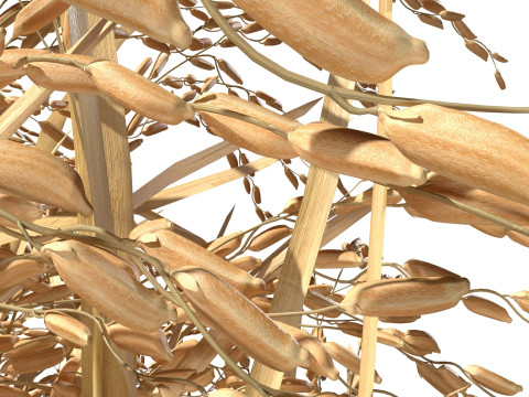 Dried field section 3D 模型