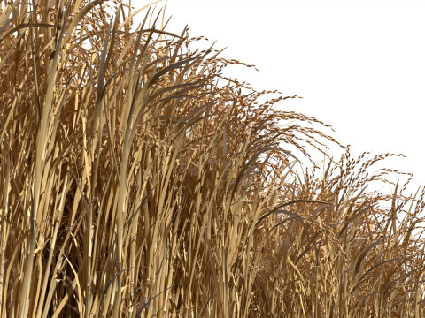 Dried field section 3D 模型