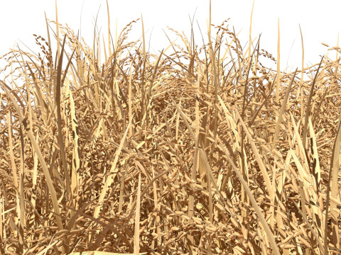 Dried field section 3D 模型