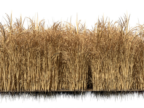 Dried field section 3D 模型