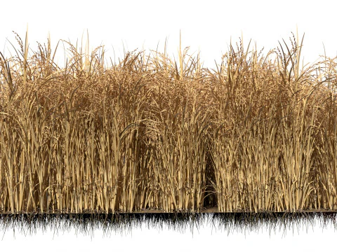 Висохла польова ділянка 3D Модель