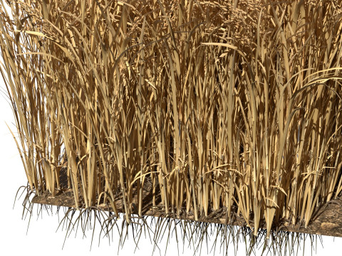 Dried field section 3D 模型