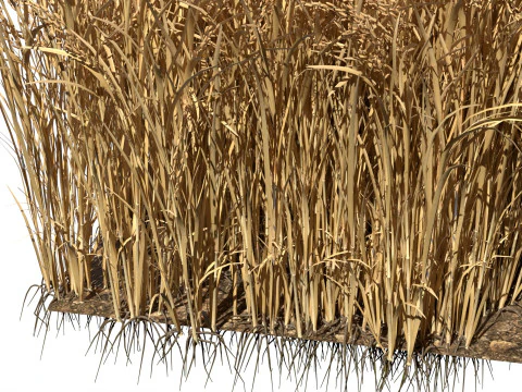 Висохла польова ділянка 3D Модель