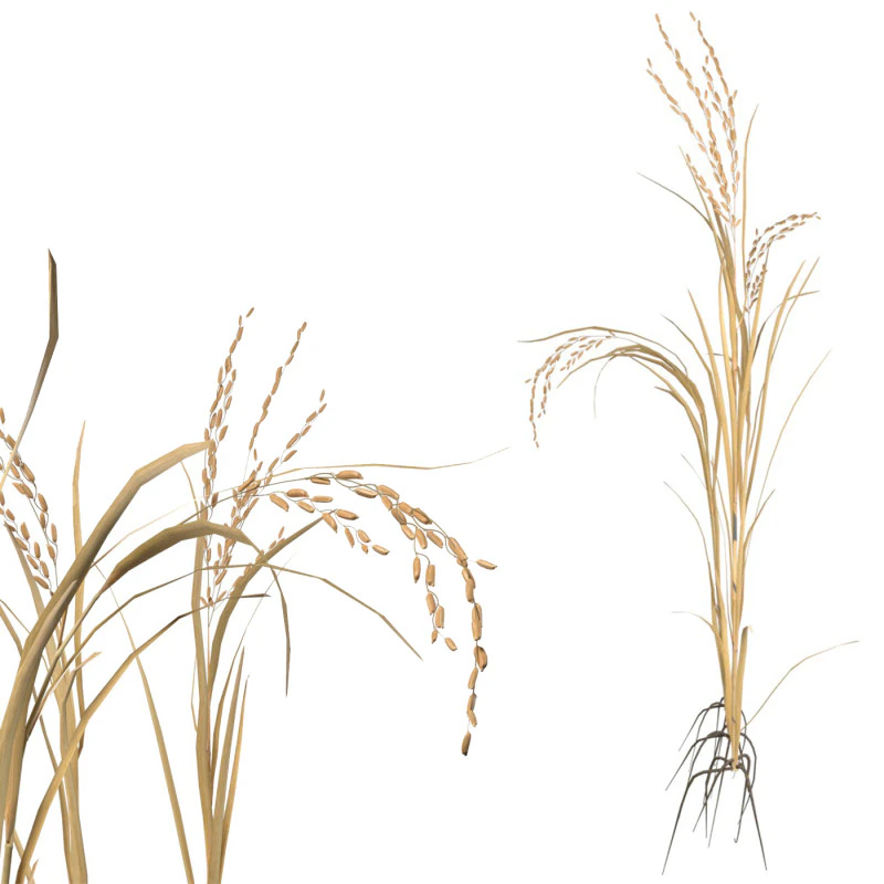 Dried rice stalk 3D Model .c4d .max .obj .3ds .fbx .stl .blend 