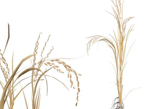 Dried rice stalk 3D Model