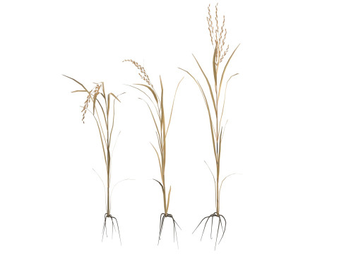 Dried rice stalk 3D-Modell
