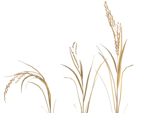 Dried rice stalk 3D-Modell
