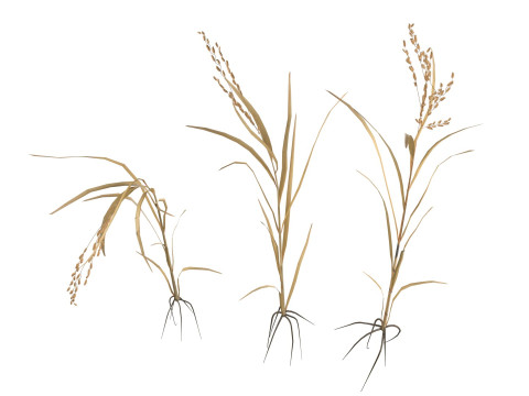 Dried rice stalk 3D-Modell