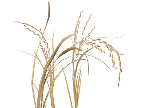 Dried rice stalk 3D-Modell