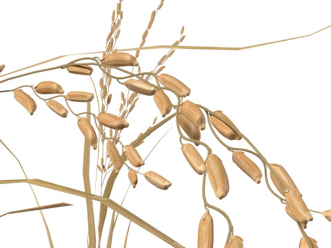 Dried rice stalk 3D-Modell