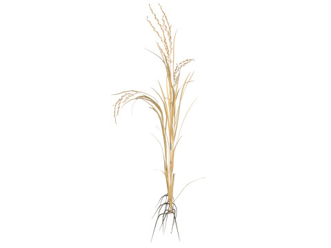 Dried rice stalk 3D-Modell