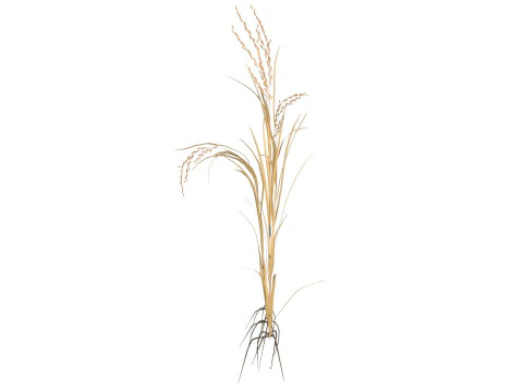 Dried rice stalk 3D Model